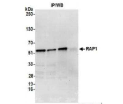 Immunoprecipitation: TERF2IP Antibody [NB100-292]