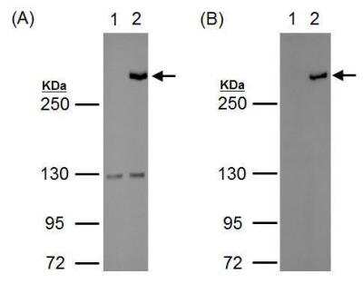 Western Blot: TET1 Antibody [NBP2-19290]