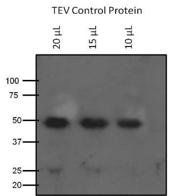 Western Blot: TEV Cleavage Site AntibodyAzide and BSA Free [NBP2-37831]