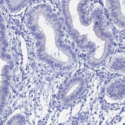 Immunohistochemistry-Paraffin: TEX101 Antibody [NBP1-84356]