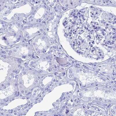 Immunohistochemistry-Paraffin: TEX101 Antibody [NBP1-84357]