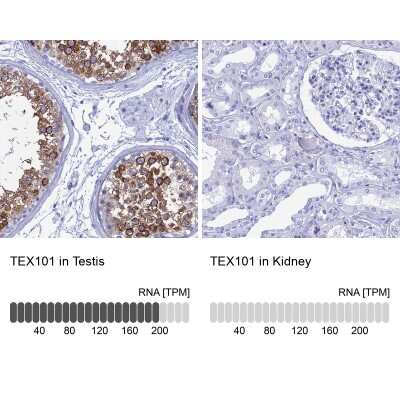 Immunohistochemistry-Paraffin: TEX101 Antibody [NBP1-84357]