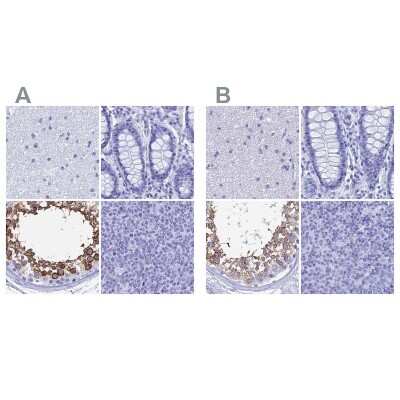 Immunohistochemistry-Paraffin: TEX101 Antibody [NBP1-84357]