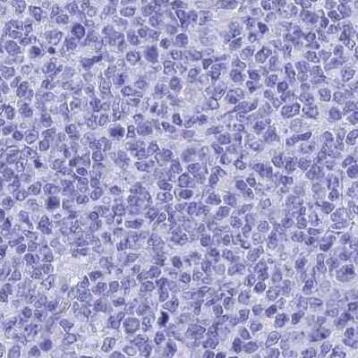 Immunohistochemistry-Paraffin: TEX101 Antibody [NBP1-84357]