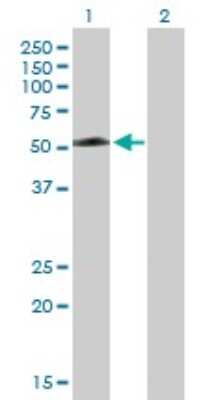 Western Blot: TEX13A Antibody [H00056157-B01P]