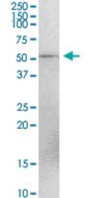 Western Blot: TEX13A Antibody [H00056157-D01P]