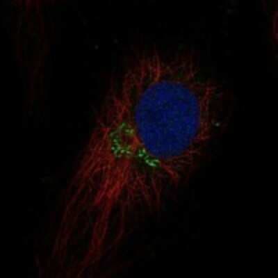 Immunocytochemistry/ Immunofluorescence: TEX26 Antibody [NBP3-17177]