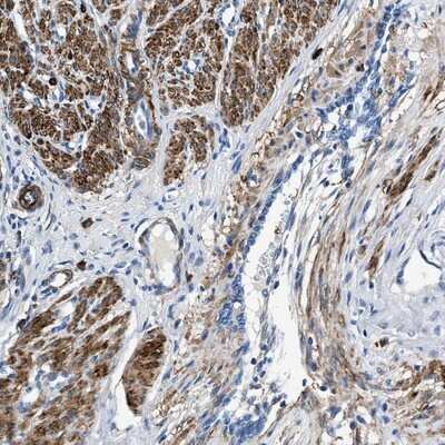 Immunohistochemistry-Paraffin: TEX261 Antibody [NBP1-81126]