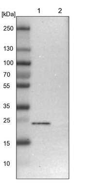 Western Blot: TEX261 Antibody [NBP1-81126]