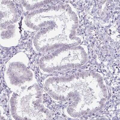 Immunohistochemistry-Paraffin: TEX33 Antibody [NBP1-81096]