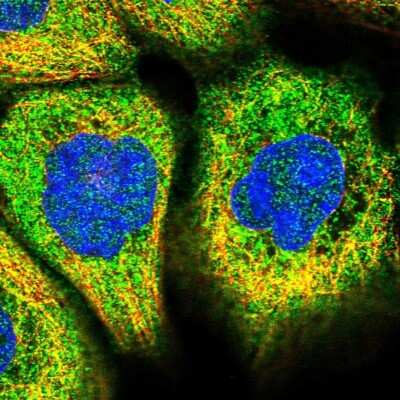 Immunocytochemistry/ Immunofluorescence: TEX9 Antibody [NBP1-86249]