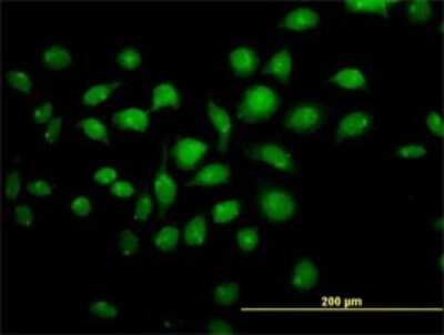 Immunocytochemistry/ Immunofluorescence: TFAP4 Antibody (6B1) [H00007023-M01]