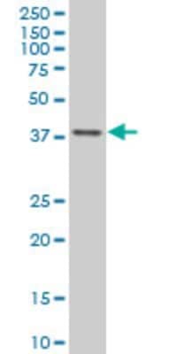 Western Blot: TFAP4 Antibody (6B1) [H00007023-M01]