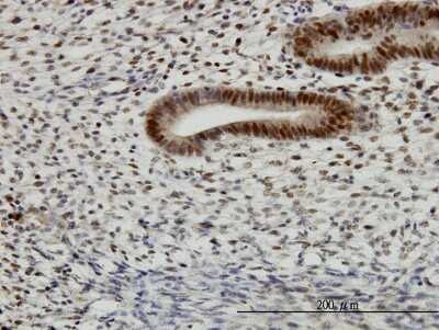 Immunohistochemistry-Paraffin: TFAP4 Antibody (7A10) [H00007023-M03]