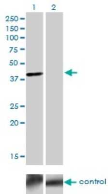 Western Blot: TFAP4 Antibody (7A10) [H00007023-M03]