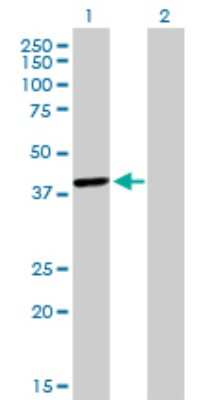 Western Blot: TFAP4 Antibody (7A10) [H00007023-M03]