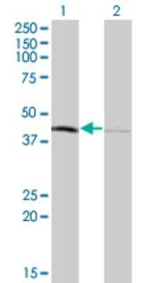 Western Blot: TFB1M Antibody (4E4) [H00051106-M01]