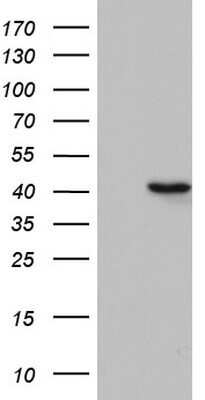 Western Blot: TFB1M Antibody (OTI6G4)Azide and BSA Free [NBP2-74490]