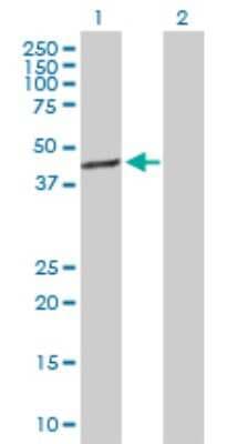 Western Blot: TFB1M Antibody [H00051106-D01P]