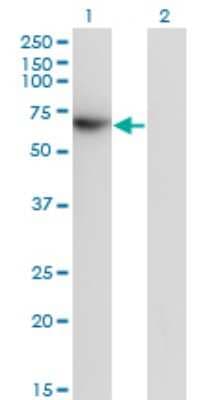 Western Blot: TFCP2 Antibody (3H6) [H00007024-M01]