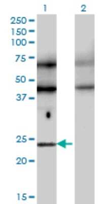 Western Blot: TFEC Antibody (4F11) [H00022797-M08]