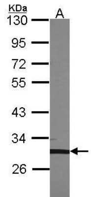 Western Blot: TFEC Antibody [NBP2-43766]