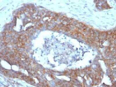 Immunohistochemistry-Paraffin: TFF1/pS2 Antibody (GE2 (same as R47/94)) - IHC-Prediluted [NBP2-44996]