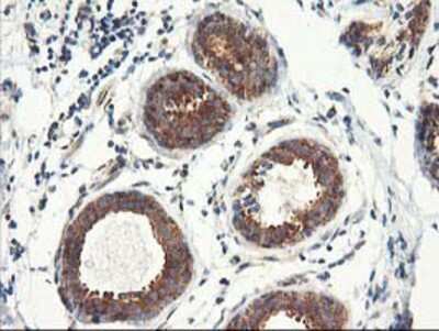 Immunohistochemistry-Paraffin: TFG Antibody (OTI2C3) [NBP2-01438]