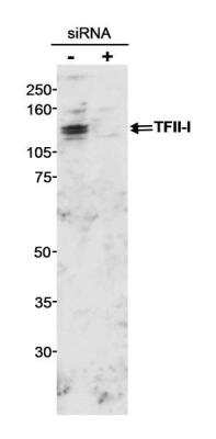 Western Blot: TFII-I Antibody [NB500-157]