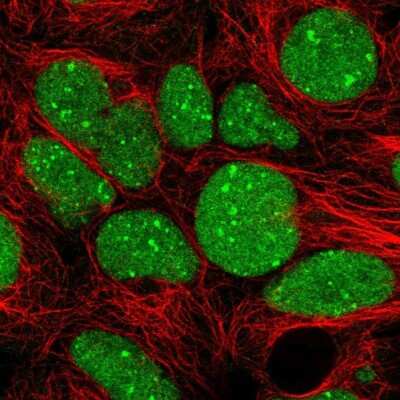 Immunocytochemistry/ Immunofluorescence: TFIIB Antibody [NBP2-34143]
