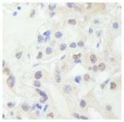 Immunohistochemistry-Paraffin: TFIIIC Antibody [NB100-60656]