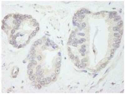 Immunohistochemistry-Paraffin: TFIIIC Antibody [NB100-60656]