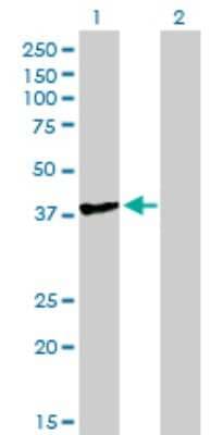 Western Blot: TFIISH Antibody (3B9) [H00006920-M07]