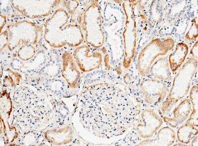 Immunohistochemistry-Paraffin: TFPI Antibody (401) [NBP2-89570]