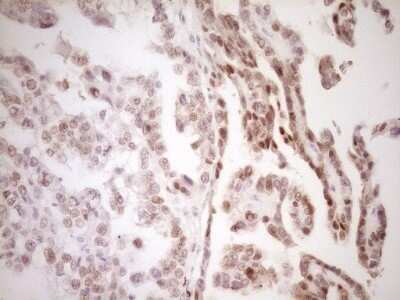 Immunohistochemistry: TFPI Antibody (OTI5H5) - Azide and BSA Free [NBP2-74493]