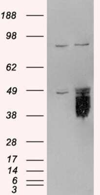 Western Blot: TFPI Antibody [NB100-786]