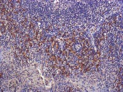Immunohistochemistry-Paraffin: LAP (TGF-beta 1) Antibody (7F6) - BSA Free [NBP2-22114]