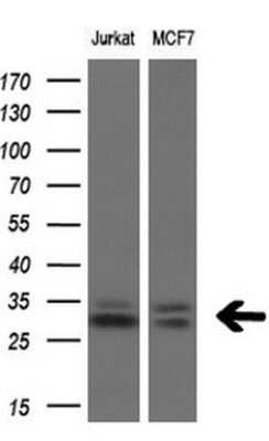 Western Blot: TGIF1 Antibody (OTI1B12)Azide and BSA Free [NBP2-74496]
