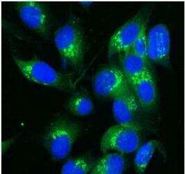 Immunocytochemistry/ Immunofluorescence: TGN38 Antibody [NBP1-03495]