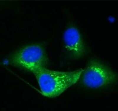 Immunocytochemistry/ Immunofluorescence: TGN38 Antibody [NBP1-03495]