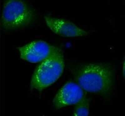 Immunocytochemistry/ Immunofluorescence: TGN38 Antibody [NBP1-03495]