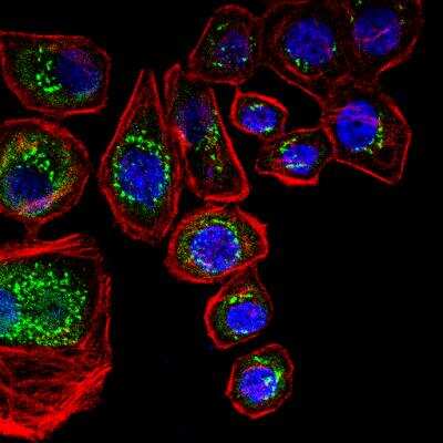 Immunocytochemistry/ Immunofluorescence: TGN46 Antibody - BSA Free [NBP1-49643]