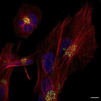 Immunocytochemistry/ Immunofluorescence: TGN46 Antibody - BSA Free [NBP1-49643]