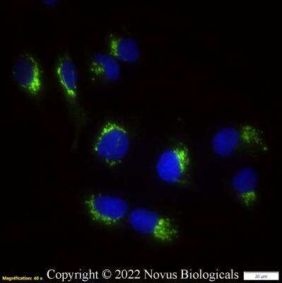 Immunocytochemistry/ Immunofluorescence: TGN46 Antibody - BSA Free [NBP1-49643]