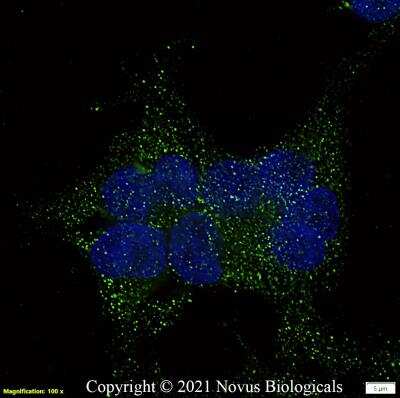 Immunocytochemistry/ Immunofluorescence: TGR5/GPBAR1 Antibody - BSA Free [NBP2-23669]