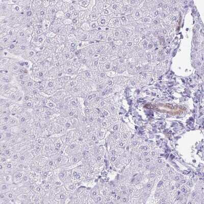 Immunohistochemistry-Paraffin: TGR5/GPBAR1 Antibody [NBP2-49376]
