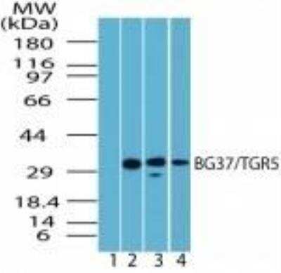 Western Blot: TGR5/GPBAR1 AntibodyBSA Free [NBP2-23669]