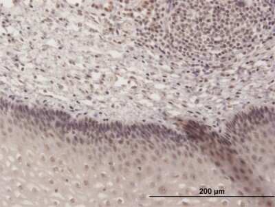 Immunohistochemistry-Paraffin: TH1L Antibody [H00051497-B01P]