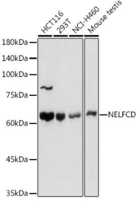 Western Blot: TH1L AntibodyAzide and BSA Free [NBP3-16475]