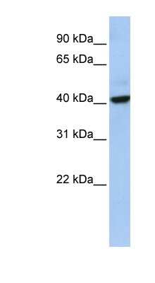 Western Blot: THAP5 Antibody [NBP1-56750]
